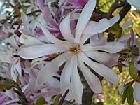 Magnolia Stellata (fam Magnoliacees) (Japon) (Photo F. Mrugala) (1)